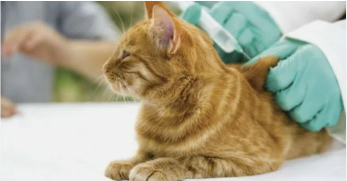 Зачем нужна вакцинация домашним кошкам?