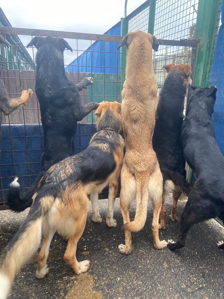 Собаки Кожуховского приюта ждут волонтеров и посетителей, Россия, Москва, ВАО. 
